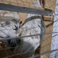 خروس بالغ گلین اصلی