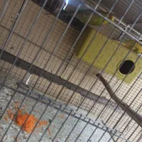 فروش جفت با تخم مرغ عشق نر دورگ انگلیسی درشت