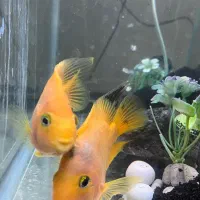 ماهی طوطی آگواریومی|ماهی|یزد, |دیوار