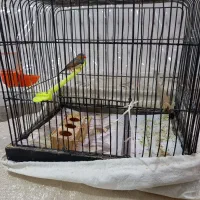 قفس|پرنده|مشهد, موسوی قوچانی|دیوار