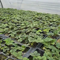 نشا توت فرنگی