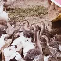 قوغاز اصیل آفریقایی|حیوانات مزرعه|کرج, اصفهانی‌ها|دیوار