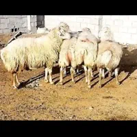 فروش تعدادی بره چاق جنس خوب کشتی و پروار