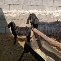 بز کهره دار جوان