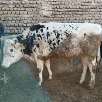 2راس گوساله چاق