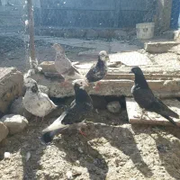 کبوتر تهرانی|پرنده|مشگین شهر, |دیوار