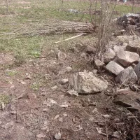 نهال قلمه (درخت تبریزی)