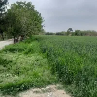 باغچه-1300-متری-نزدیک-تهران-همراه-درختان-میوه