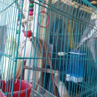 عروس هلندی معاوضه