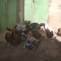 مرغ و خروس محلی|حیوانات مزرعه|زابل, |دیوار