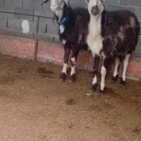 دو عدد بره قوچ پلنگی بروجردی اصل|حیوانات مزرعه|نکا, |دیوار