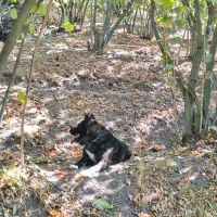 آکیتا|سگ|قزوین, |دیوار