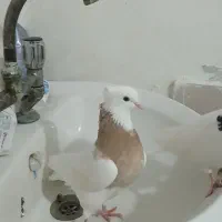 کفتر طوقی  ۱۶۰۰|پرنده|ساری, |دیوار