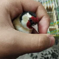 سهره سرسیاه نر