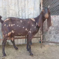 بز پاکستانی اصل جوان  درشت دقلو  آبستن|حیوانات مزرعه|قره چای, |دیوار