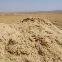 کاه دیمه تمیز