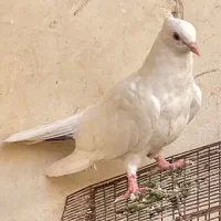 کبوتر سفید|پرنده|شادگان, |دیوار