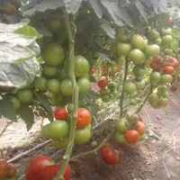 گلخانه درصدی|خدمات باغبانی و درختکاری|یزد, |دیوار