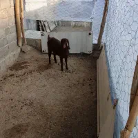 یک عدد بزغاله|حیوانات مزرعه|چناران, |دیوار