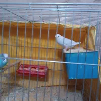 جفت مرغ عشق و یک کوتوله|پرنده|ماهان, |دیوار