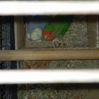 طوطی برزیلی