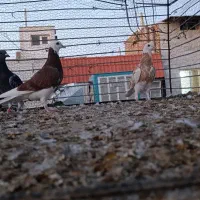 کفتر پلنگ و پولکی|پرنده|بیرجند, |دیوار