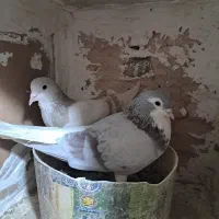 ساده فولادی