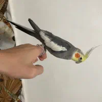 عروس هلندی نر فوق مولد همه رنگ میده معاوضه با نر