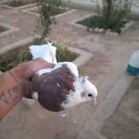 کفتر|پرنده|شیراز, گویم|دیوار