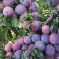 فصل هرس سم زنی درخت بری کندن باغچه شروع شد