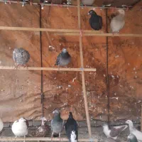 کفتر شهرستانی یکجا