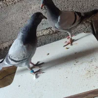 آلمانی کفتر