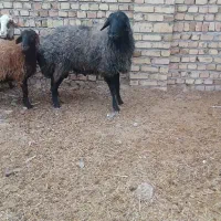 خرید و فروش انواع دام با بهترین کیفیت