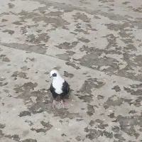 کبوتر کله  سفید