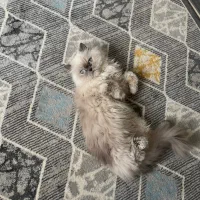 واگذاری گربه