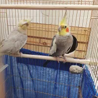 عروس هلندی مولد تضمینی چهار ماه پیش جوجه دادن|پرنده|سرپل ذهاب, |دیوار