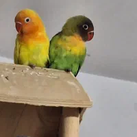 طوطی برزیلی دو ماهه تازه دون خور|پرنده|فردیس, شهرک شهید حسینی|دیوار