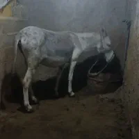 یک عدد الاغ ماده|حیوانات مزرعه|کوهمره, |دیوار