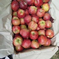سیب|عمده‌فروشی|سراجو, |دیوار