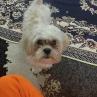 سگ سفید|سگ|مشهد, یاس|دیوار