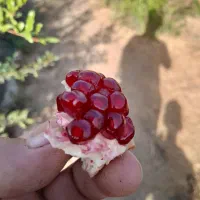 انار درجه یک (کله)