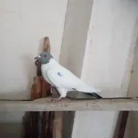 کبوتر ماده|پرنده|اردبیل, |دیوار