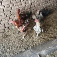 خروس|حیوانات مزرعه|بیرجند, |دیوار