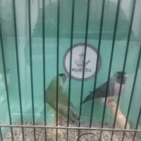 فنچ گلدین|پرنده|مشگین شهر, |دیوار