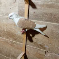 کبوتر کفتر پشت زرد|پرنده|شیروان (خراسان), |دیوار