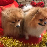 سگ پامرانین روباهی فروش پت