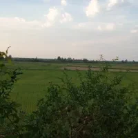 فروش برنج هاشمی از کشاورز محصول خودم