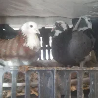 کبوتر شازده سبز