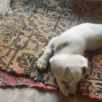 فروش توله پاکوتا|سگ|مراغه, |دیوار