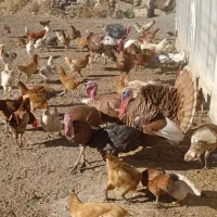 مرغ و خروس محلی|حیوانات مزرعه|بانه, |دیوار